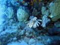foto de buceo