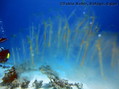 foto de buceo