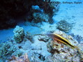foto de buceo
