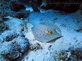 foto de buceo
