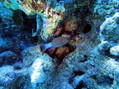 foto de buceo