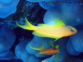foto de buceo