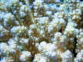 foto de buceo