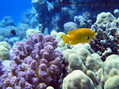 foto de buceo