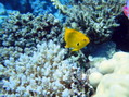 foto de buceo