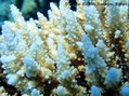 foto de buceo