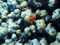 foto de buceo