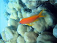 foto de buceo