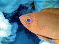 foto de buceo