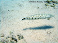 foto de buceo