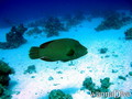 foto de buceo