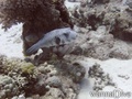 foto de buceo