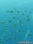 foto de buceo