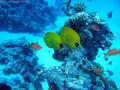 foto de buceo