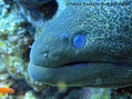 foto de buceo