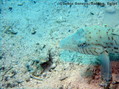 foto de buceo