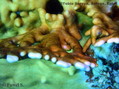 foto de buceo