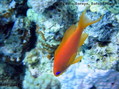foto de buceo