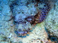 foto de buceo