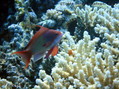 foto de buceo