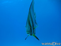 foto de buceo