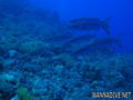 foto de buceo