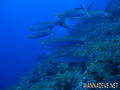 foto de buceo