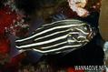 foto de buceo