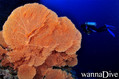 foto de buceo
