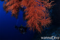 foto de buceo