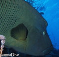 foto de buceo
