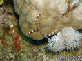 foto de buceo