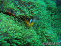 foto de buceo