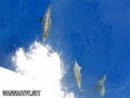 foto de buceo