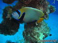 foto de buceo