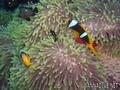 foto de buceo