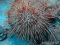 foto de buceo