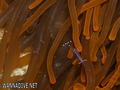 foto de buceo