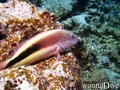 foto de buceo