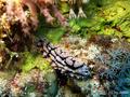 foto de buceo