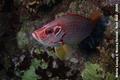 foto de buceo