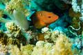foto de buceo