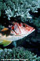 foto de buceo