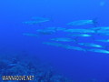 foto de buceo