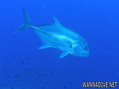 foto de buceo