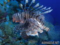 foto de buceo