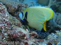 foto de buceo