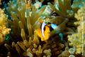 foto de buceo