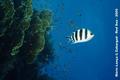foto de buceo