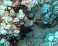 foto de buceo